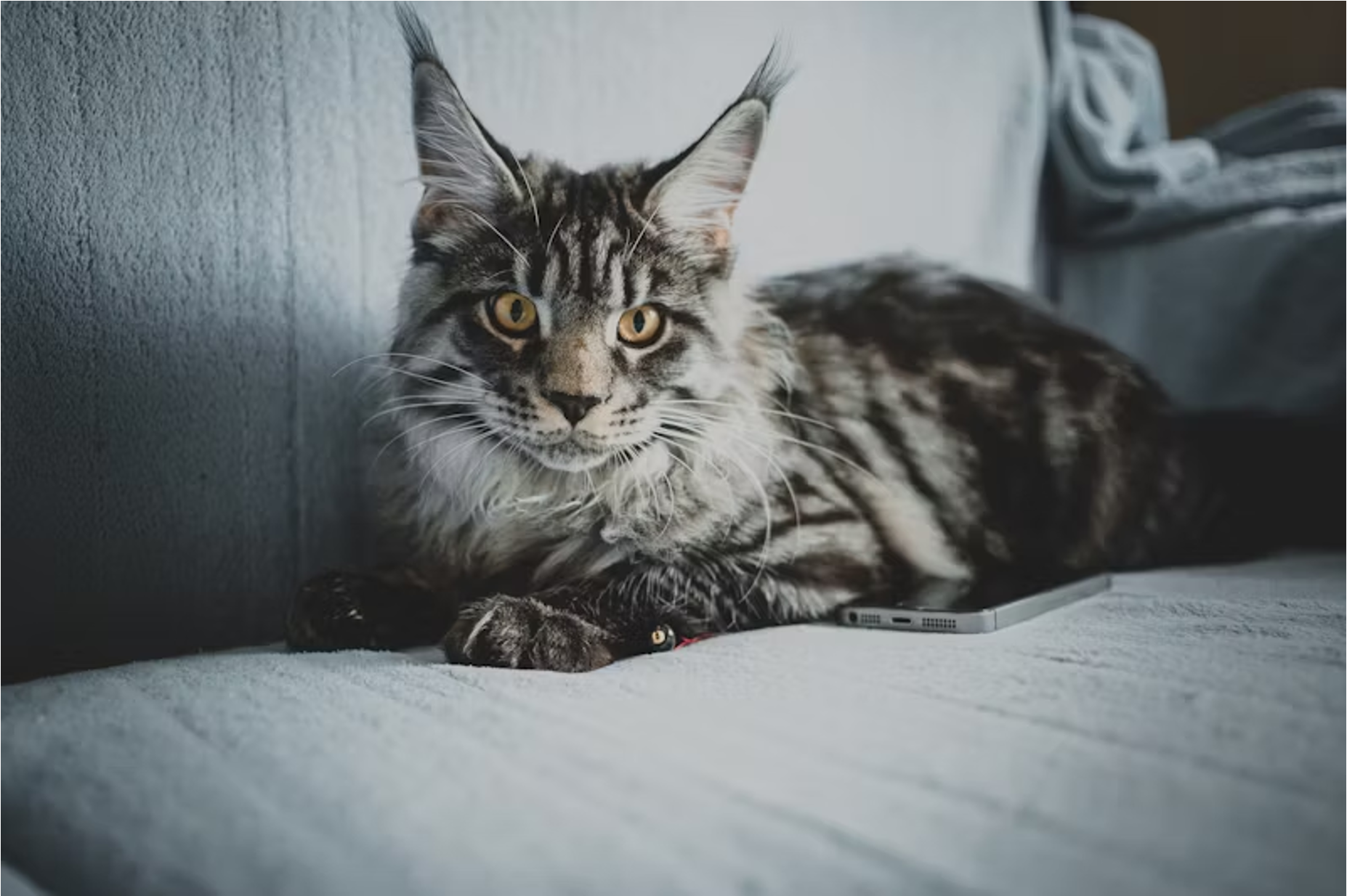 Maine Coon Diet: Feeding Chart by Age & Essential Supplements