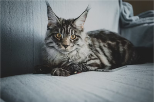 Maine Coon Diet: Feeding Chart by Age & Essential Supplements