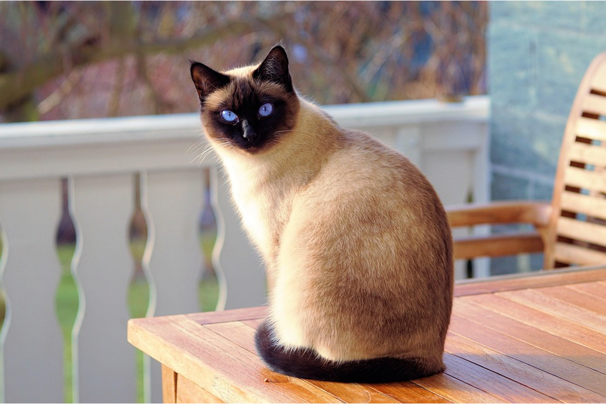 Siamese Cat Diet: Chart, Eating Habits & Recipes