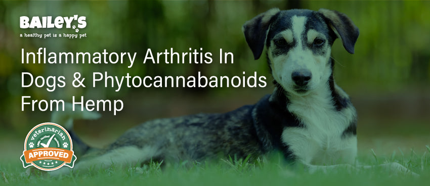 Inflammatory Arthritis In Dogs & Phytocannabanoids From Hemp - Featured Banner