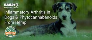 Inflammatory Arthritis In Dogs & Phytocannabanoids From Hemp - Featured Banner
