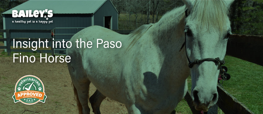 Exploring The Falabella Horse Breed - Featured Banner