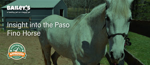 Exploring The Falabella Horse Breed - Featured Banner