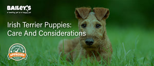 Irish Terrier Puppies: Care and Considerations