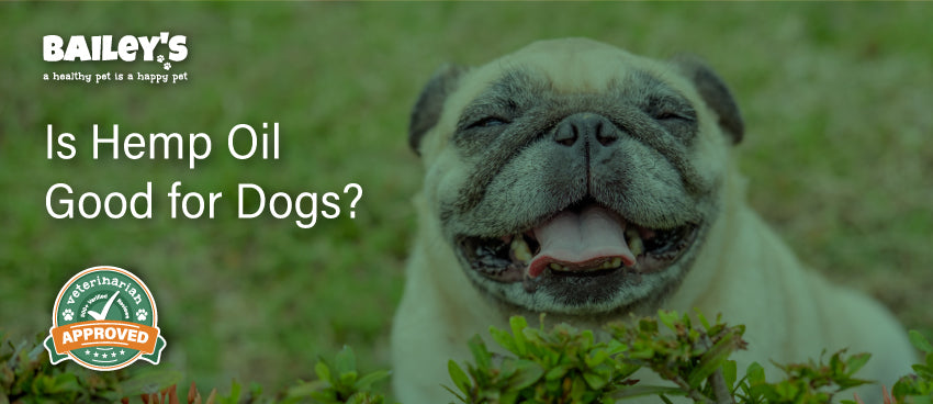 Is Hemp Oil Good For Dogs? - Featured Banner