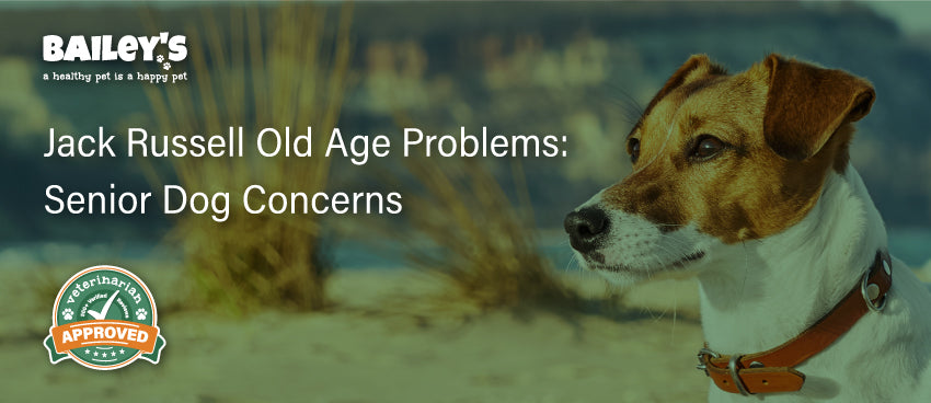 Jack Russell Old Age Problems: Senior Dog Concerns - Blog Featured Banner Image