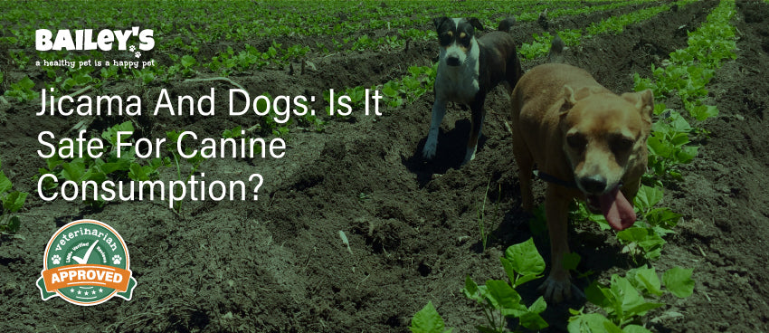 Jicama and Dogs: Is It Safe for Canine Consumption?