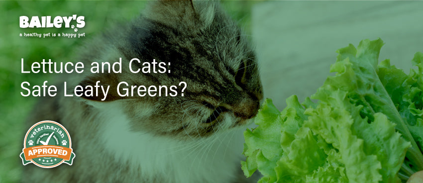 Lettuce and Cats: Safe Leafy Greens? - Banner Featured Banner Image
