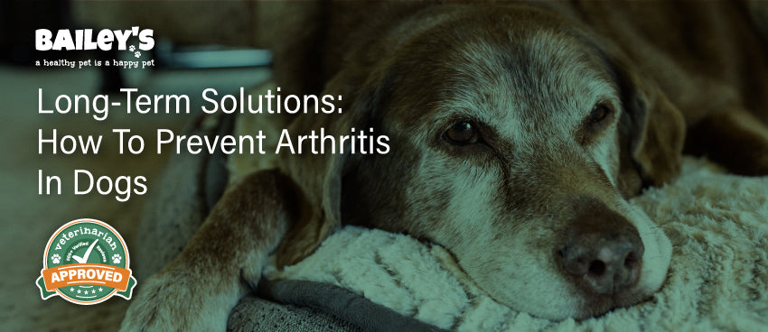 Long-Term Solutions: How To Prevent Arthritis In Dogs - Featured Banner