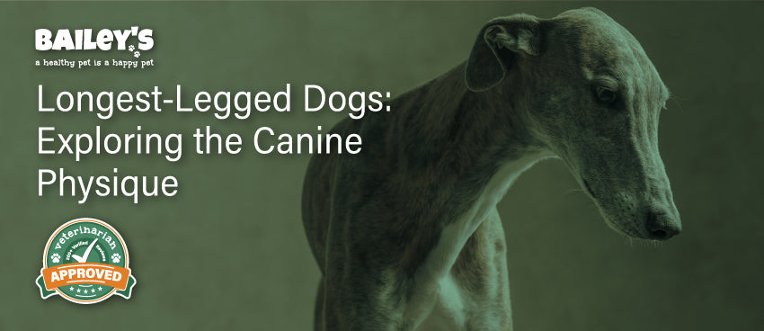 Longest-Legged Dogs: Exploring the Canine Physique - Featured Banner