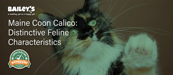 Maine Coon Calico:Distinctive Feline Characteristics - Featured Banner