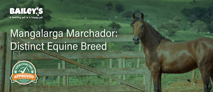 Mangalarga Marchador: Distinct Equine Breed - Blog Featured Banner Image
