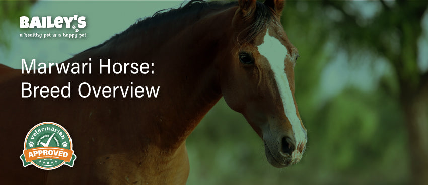 Marwari Horse: Breed Overview - Featured Banner