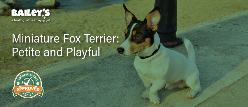 Miniature Fox Terrier: Petite and Playful