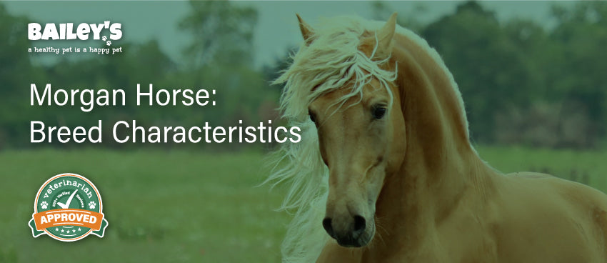 Morgan Horse: Breed Characteristics - Blog Featured Banner Image