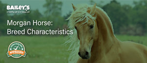 Morgan Horse: Breed Characteristics - Blog Featured Banner Image