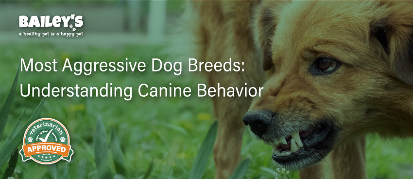 Most Aggressive Dog Breeds: Understanding Canine Behavior - Blog Featured Image