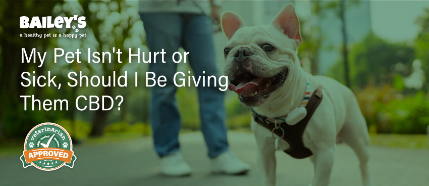 My Pet Isn't Hurt or Sick, Should I Be Giving Them CBD? - Featured Banner