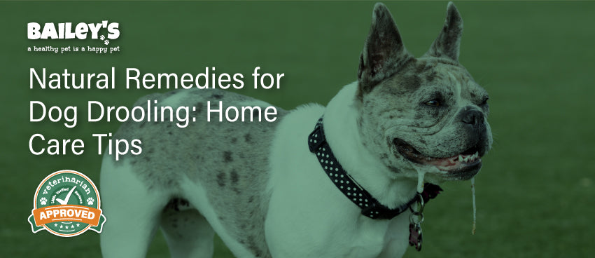 Natural Remedies for Dog Drooling: Home Care Tips