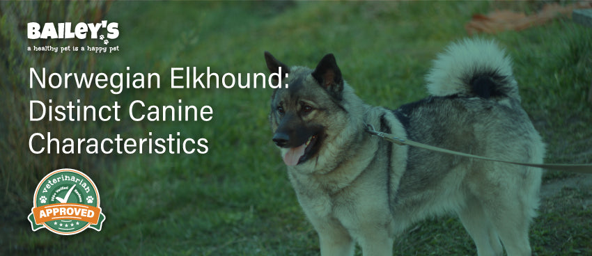 Norwegian Elkhound: Distinct Canine Characteristics - Featured Banner