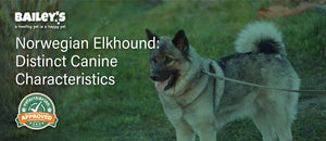 Norwegian Elkhound: Distinct Canine Characteristics - Featured Banner
