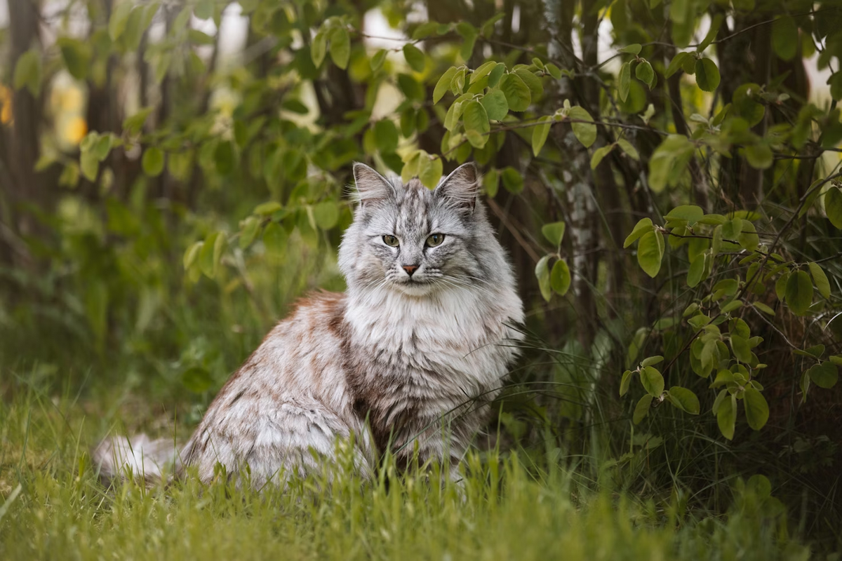 Norwegian Forest Cat Diet: Best Food & Feeding Chart