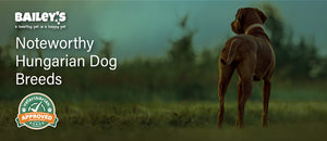 Noteworthy Hungarian Dog Breeds