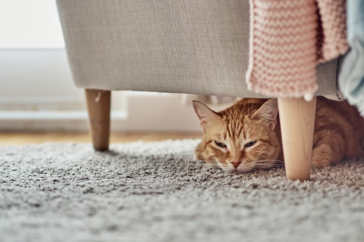 My Cat's Suddenly Hiding & Not Eating: Causes & Solutions