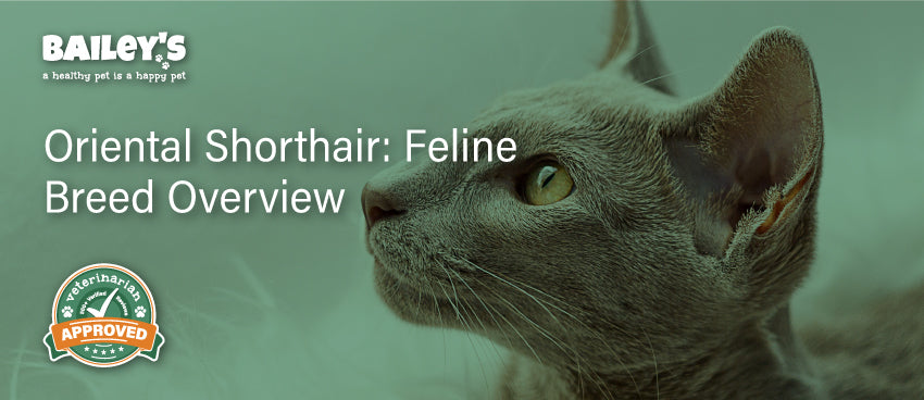 Oriental Shorthair: Feline Breed Overview - Featured Banner