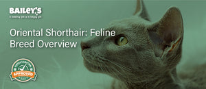 Oriental Shorthair: Feline Breed Overview - Featured Banner