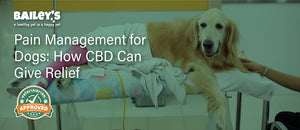 Pain Management for Dogs: How CBD Can Give Relief - Featured Banner