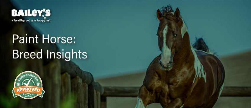 Paint Horse: Breed Insights - Bailey's CBD Blog Featured Image