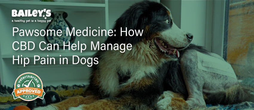 Pawsome Medicine: How CBD Can Help Manage Hip Pain in Dogs - Featured Banner