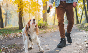 CBD Oil For Dog Reactivity: Dosage, Benefits & Side Effects