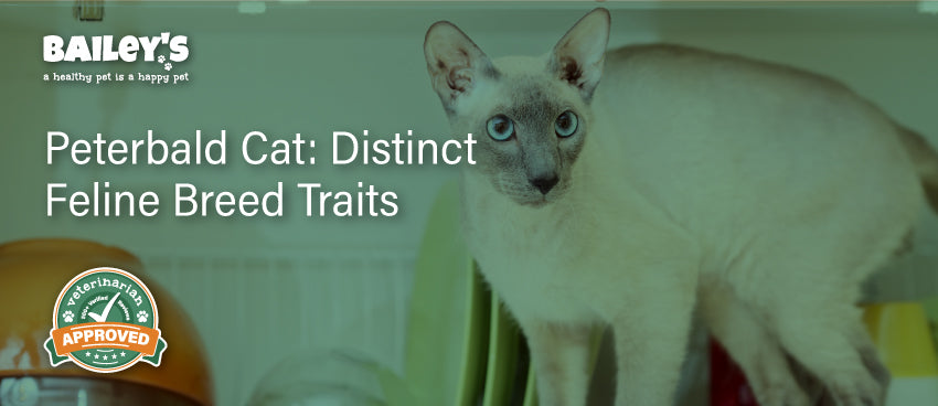 Peterbald Cat: Distinct Feline Breed Traits - Featured Banner
