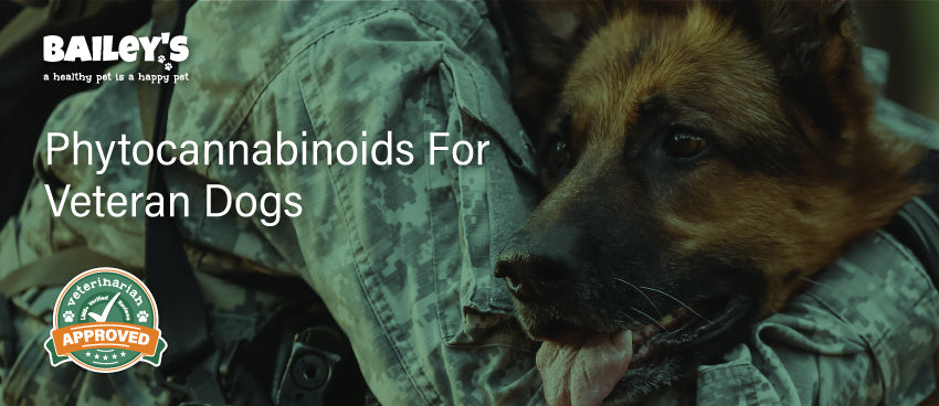 Phytocannabinoids For Veteran Dogs - Featured Banner