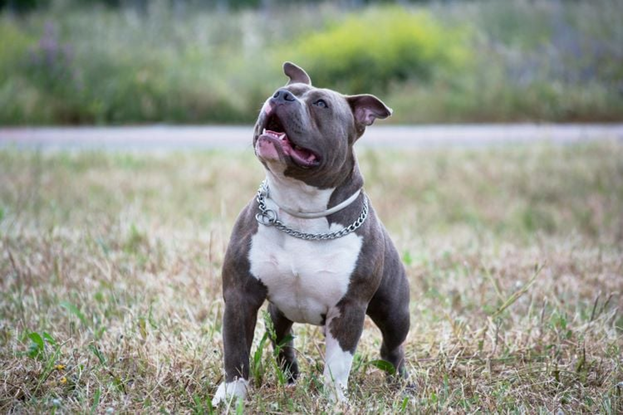 CBD for Pit Bulls: Dosage, Benefits & Side Effects