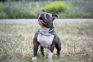 CBD for Pit Bulls: Dosage, Benefits & Side Effects