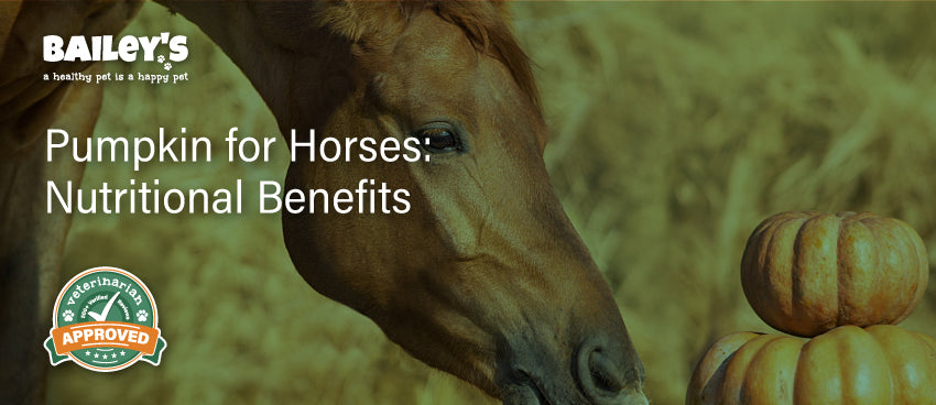 Pumpkin for Horses: Nutritional Benefits - Featured Banner