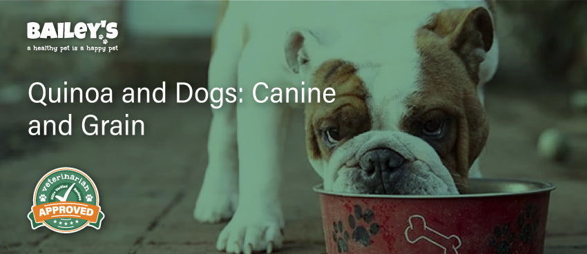 Quinoa and Dogs: Canine and Grain - Featured Banner