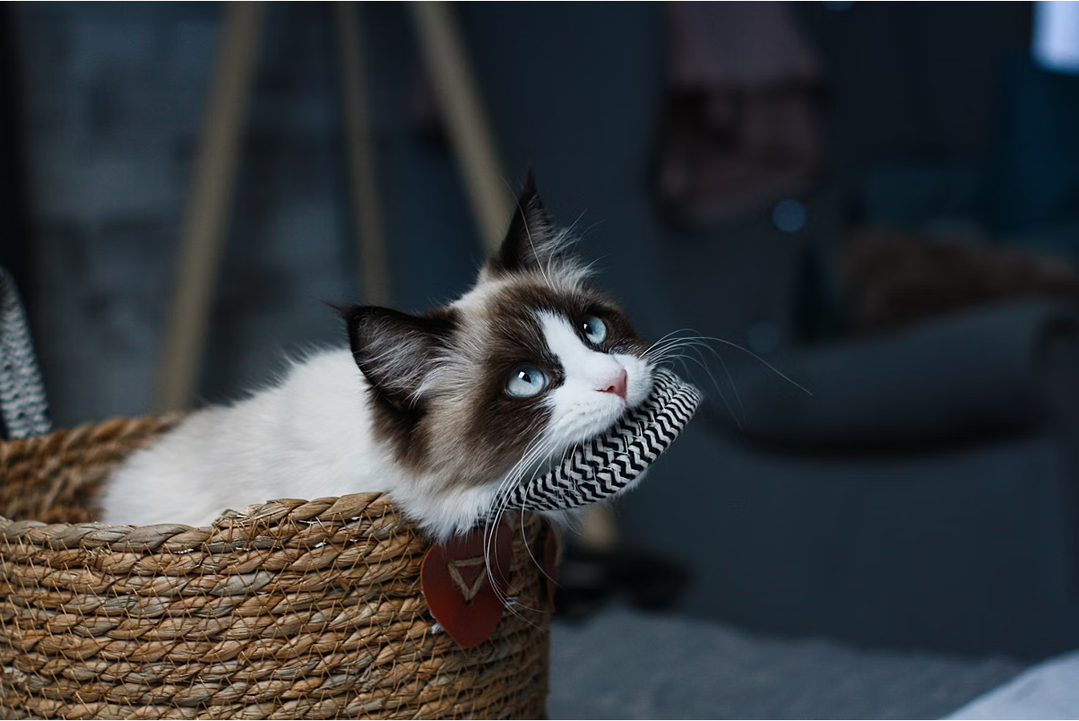 Ragdoll Cat Diet: Nutrition Needs & Feeding Chart