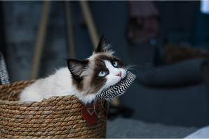Ragdoll Cat Diet: Nutrition Needs & Feeding Chart
