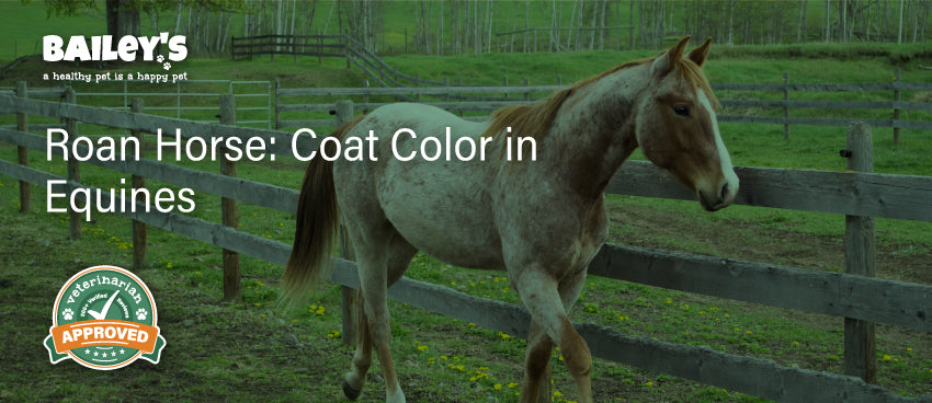 Roan Horse: Coat Color in Equines - Blog Featured Image