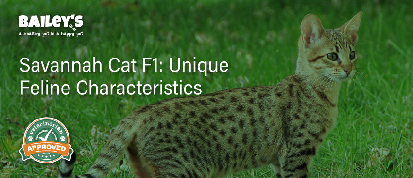 Savannah Cat F1: Unique Feline Characteristics - Featured Banner