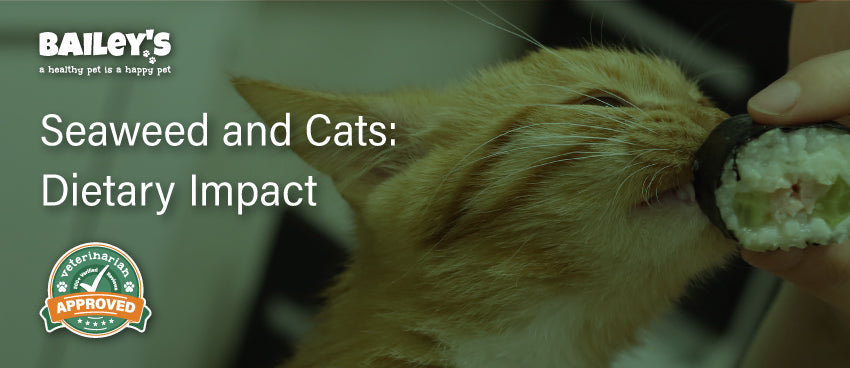 Seaweed and Cats: Dietary Impact - Blog Featured Banner Image