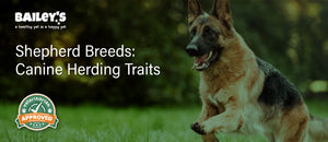 Shepherd Breeds: Canine Herding Traits - Featured Banner