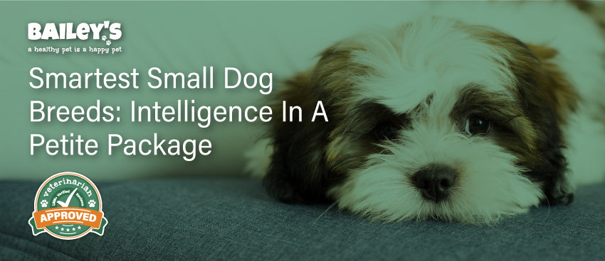 Smartest Small Dog Breeds: Intelligence in a Petite Package