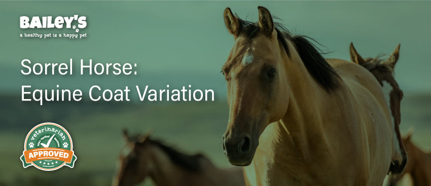 Sorrel Horse: Equine Coat Variation
