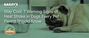 Stay Cool: 7 Warning Signs of Heat Stroke in Dogs Every Pet Parent Should Know