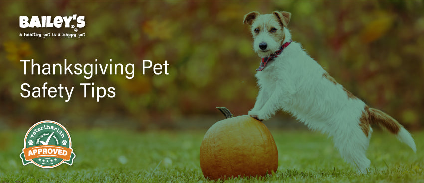 Thanksgiving Pet Safety Tips - Featured Banner